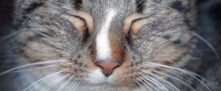 Close up of cats eyes