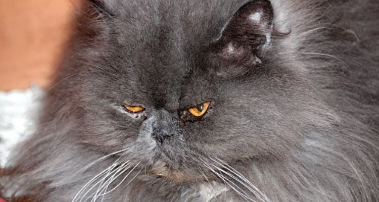 Grey grumpy Persian cat