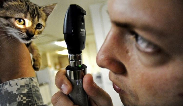Female vet checking cat