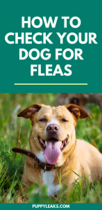 How to check your dog for fleas