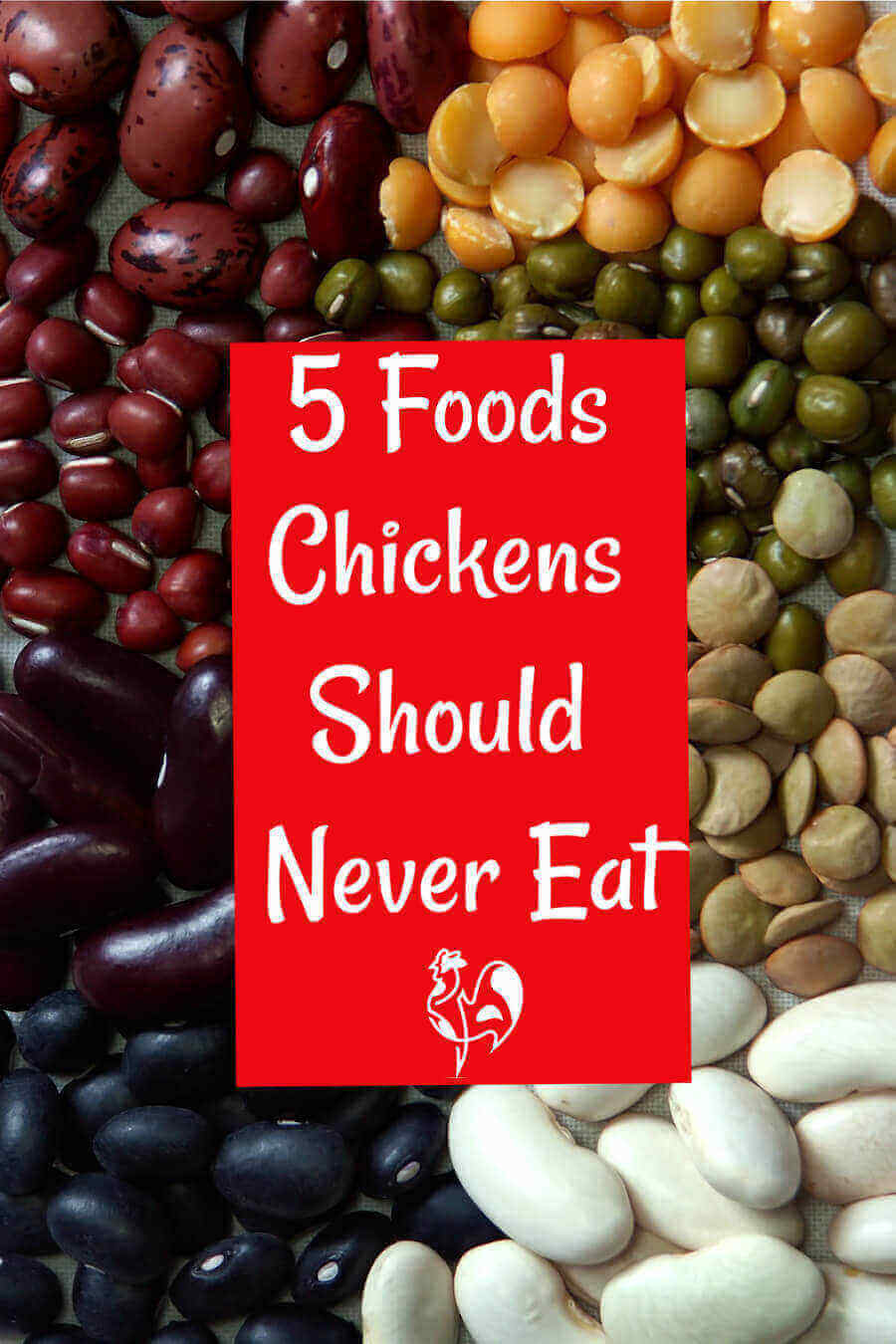 Which foods should chickens never eat? Pin for later.