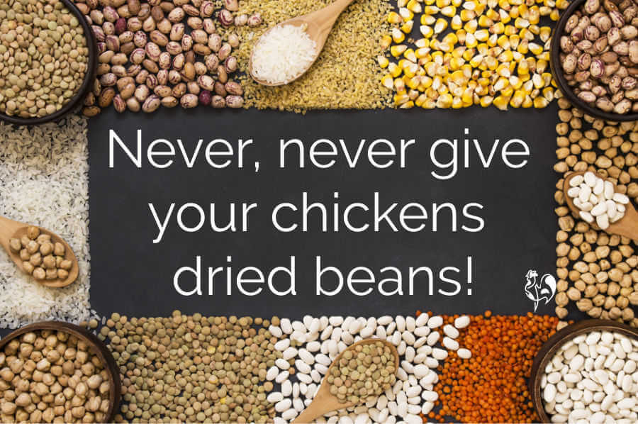 Do not feed dried beans to your chickens - image.