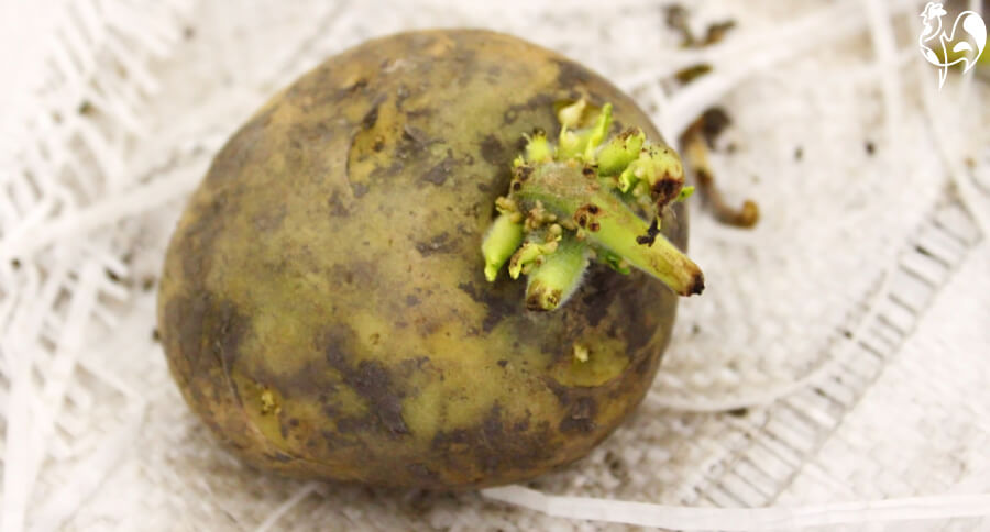 A sprouted green potato.