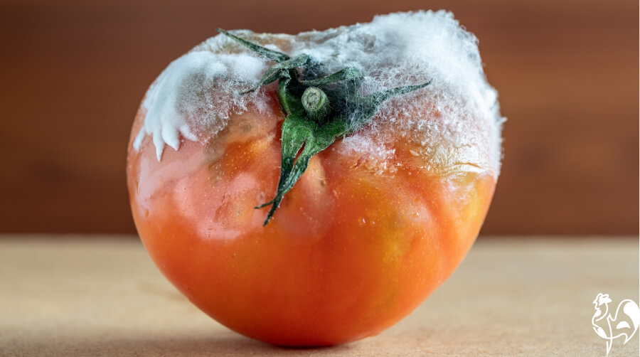 A tomato covered in mould.