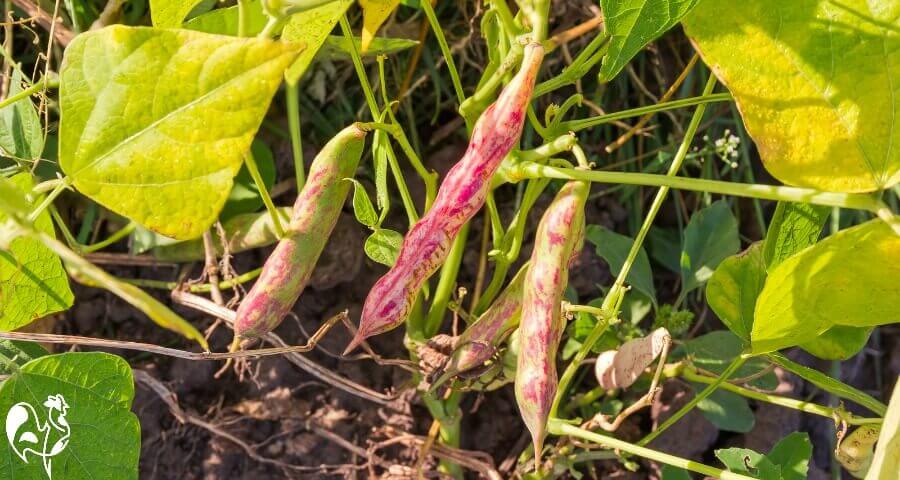 Kidney bean plants in the garden.