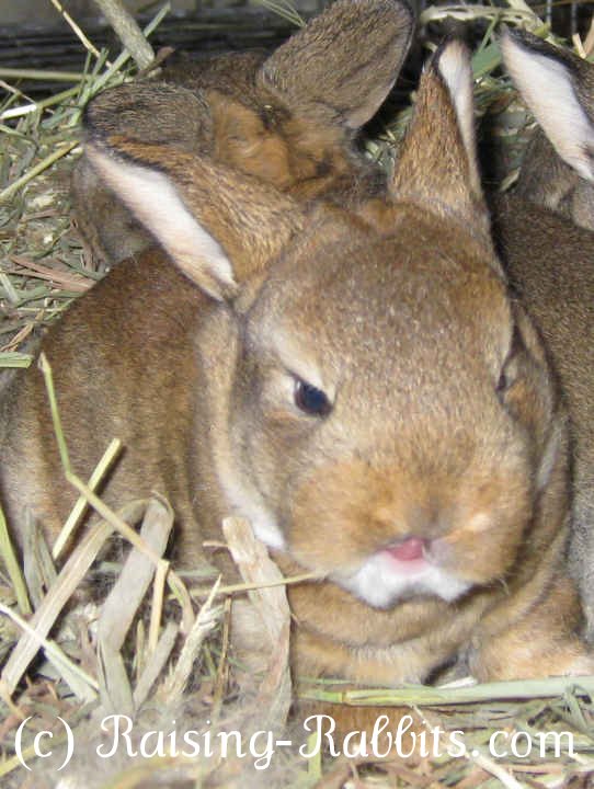 16 day old castor Rex rabbit show bunny