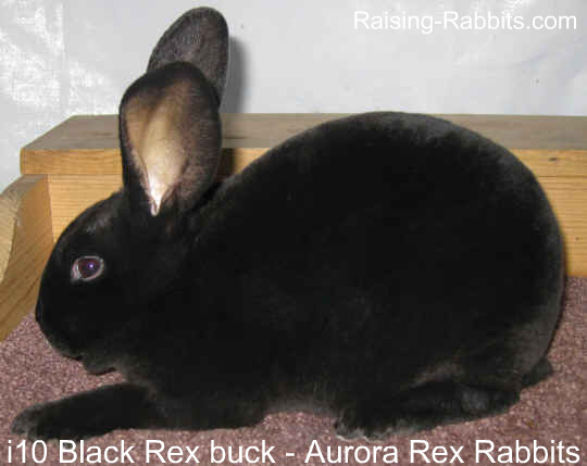 Rabbit Genetics Self Black Rex rabbit