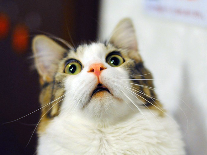 Hilarious face of a surprised cat.