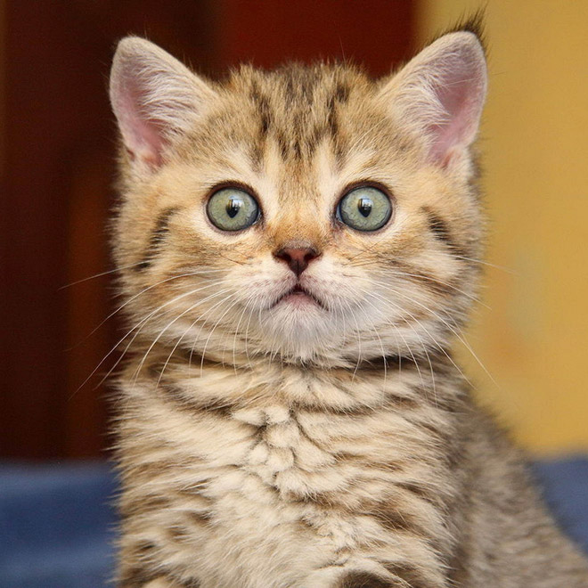 Cute surprised kitten.