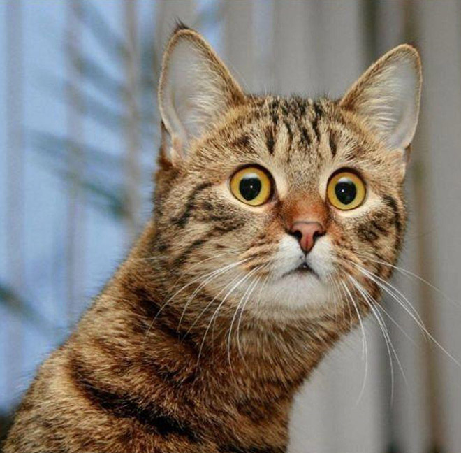 Confused, surprised cat.