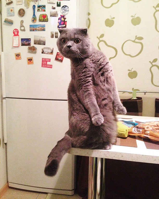 Surprised cat standing on a table.