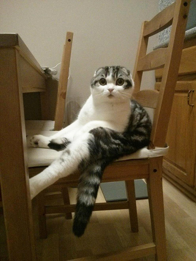 Funny surprised cat sitting.