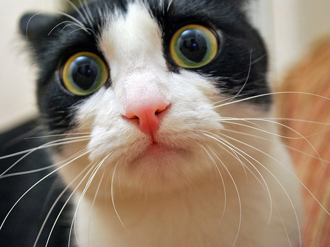 Funniest confused cat face ever.