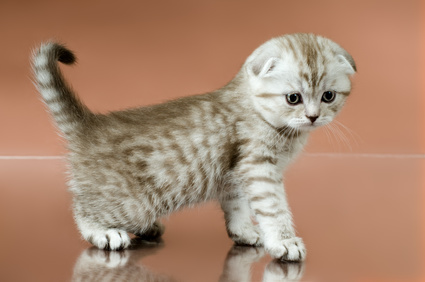 Healthy Scottish Fold kitten