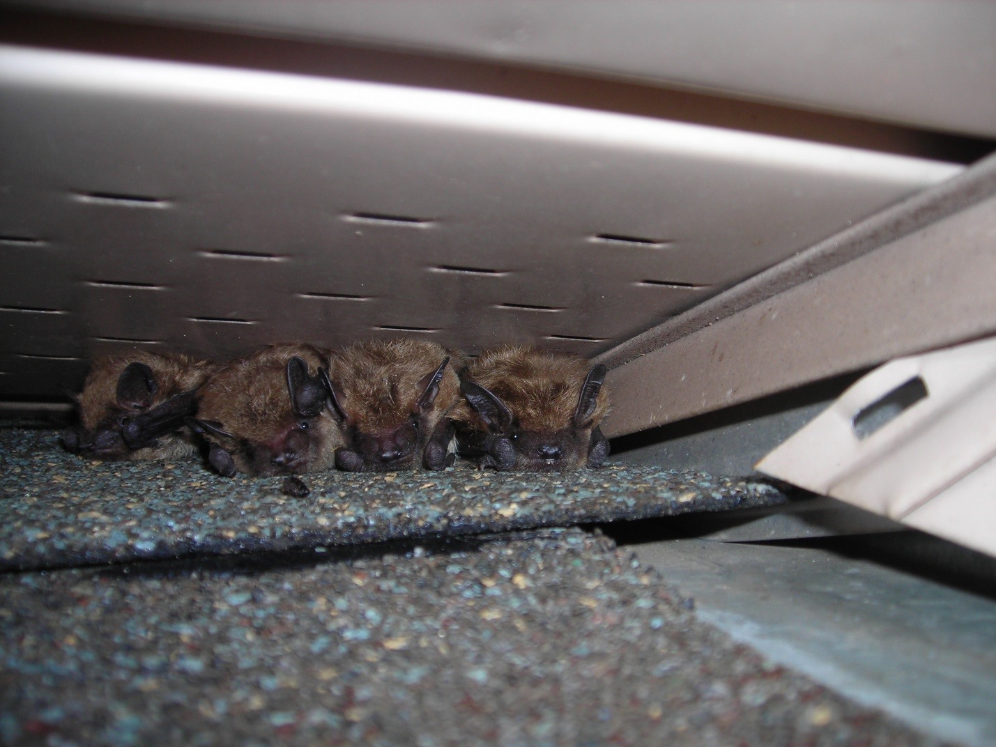 bats-huddled-together-on-a-roof
