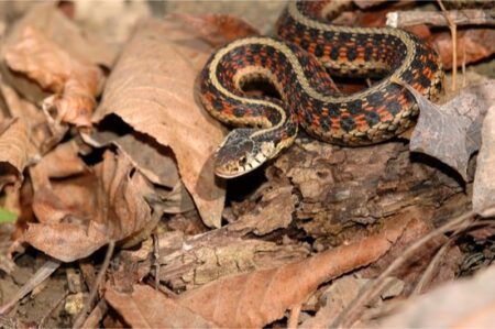 at what temperature do snakes hibernate?