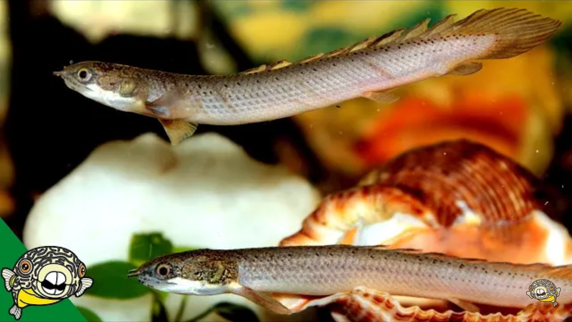Рыба змея совместимость. Полиптерус Сенегальский. Сенегальский многопёр. Полиптерус Сенегальский аквариумная рыбка. Каламоихт калабарский рыба-змея.
