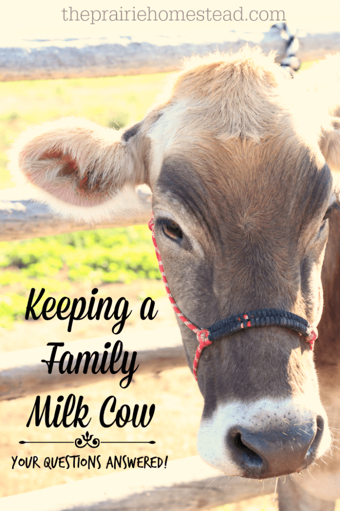 family dairy cow
