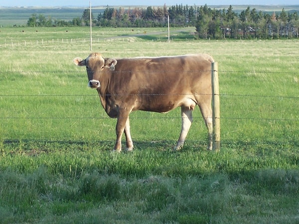home dairy family milk cow