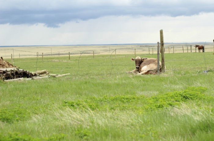 calving signs