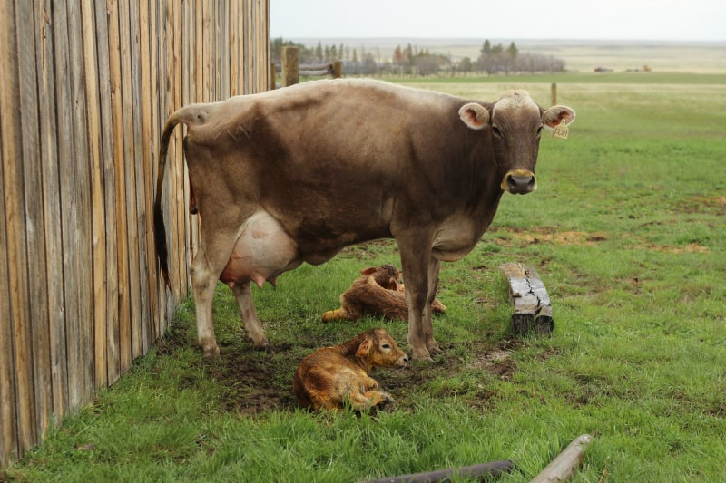 milk cow with twins