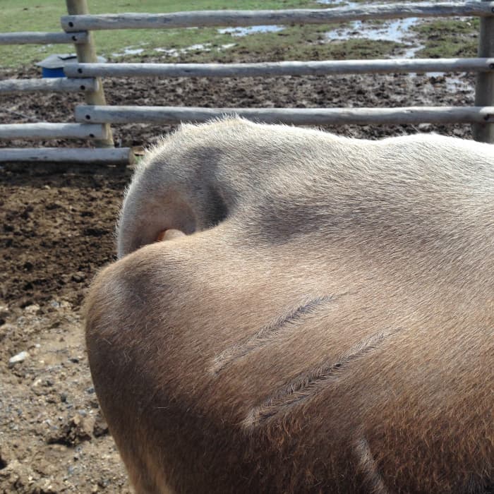 pin ligaments before calving