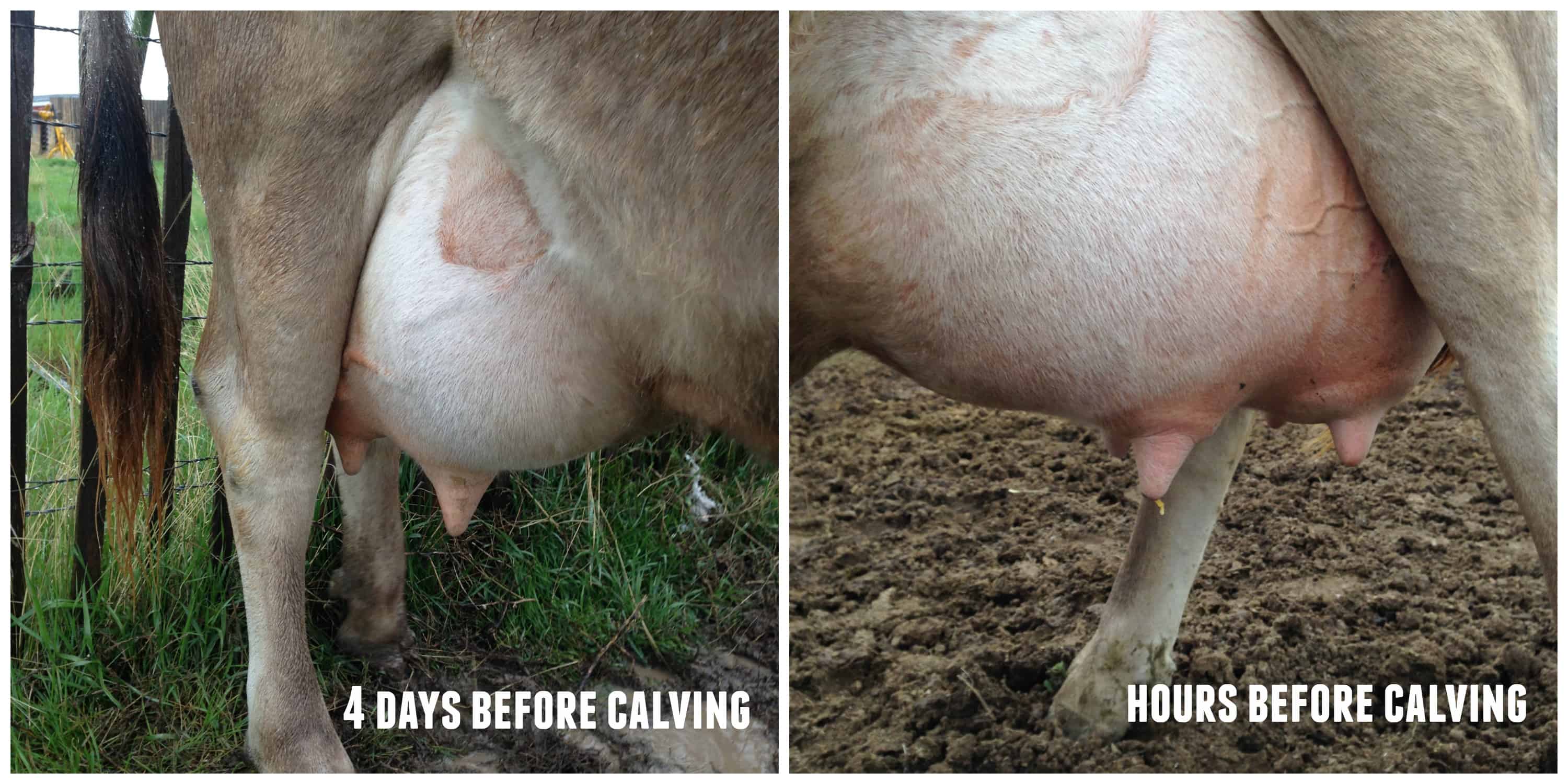 signs of calving