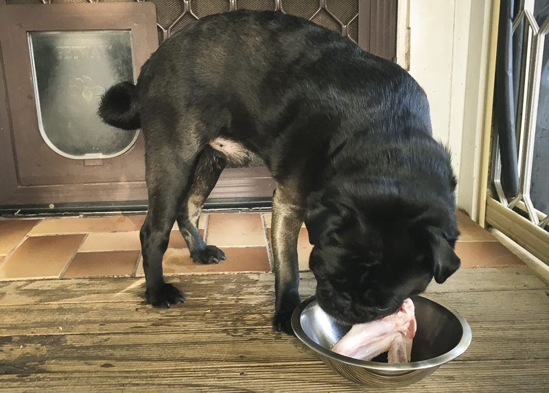 Raw Feeding for Pugs: An Introduction 