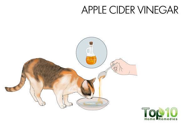 apple cider vinegar for cystitis in cats