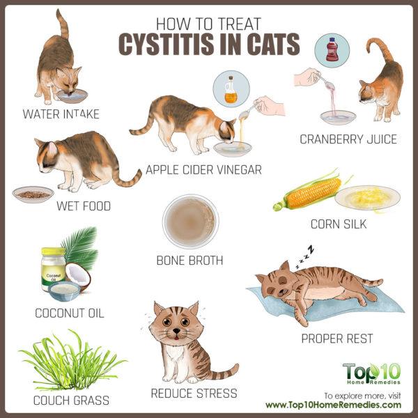 treat cystitis in cats