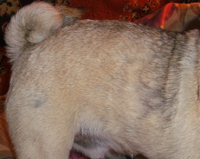 После прививки у собаки шишка на холке