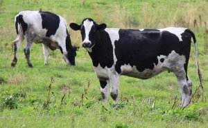 Голштинской коровы черно-пестрые