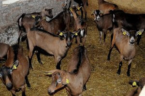 Ферма где разводят альпийских коз