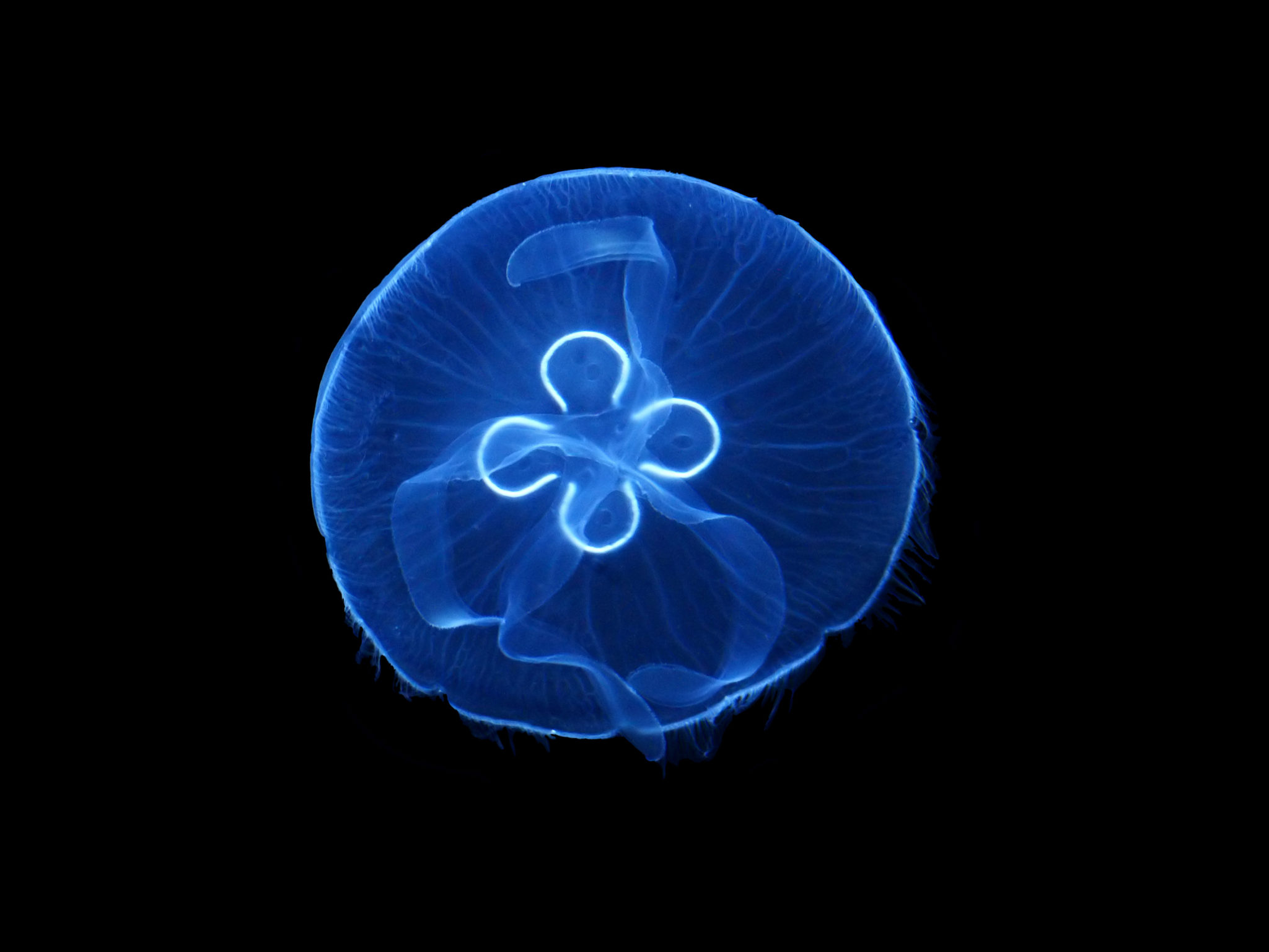 Медузы Черного моря
