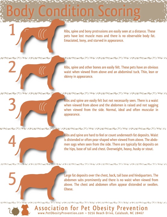 Body Condition Chart for Dogs 