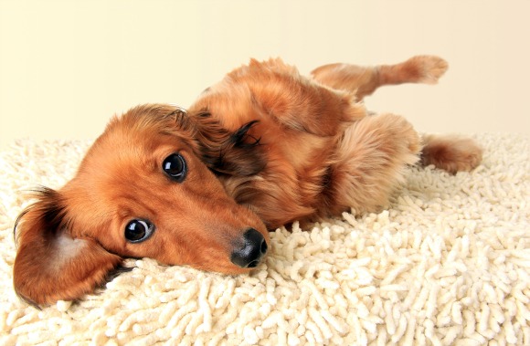 Dachshunds will melt you with their eyes