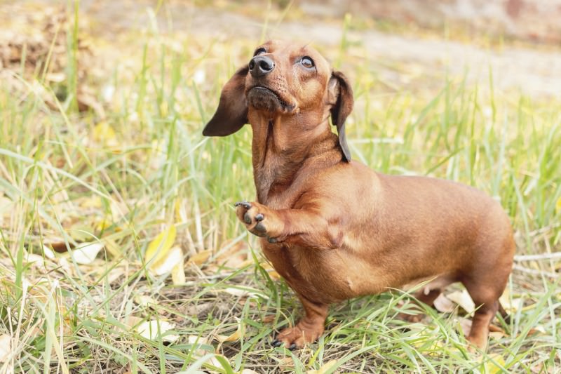 Be careful with a Dachshund