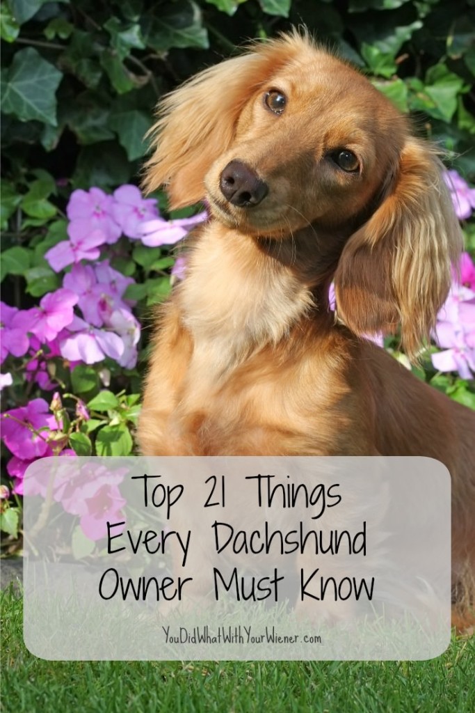 21 Things About Dachshunds Every Owner Should Know