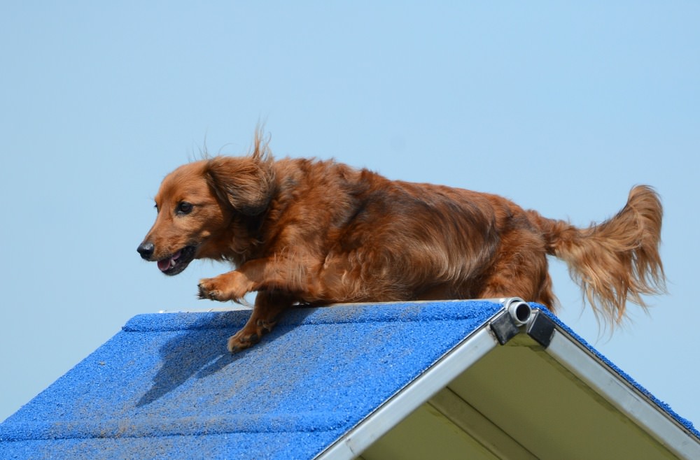 Dachshunds can be great athletes at agility