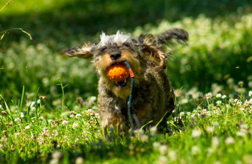 Dachshunds are bred to be athletic but how much exercise do they need?