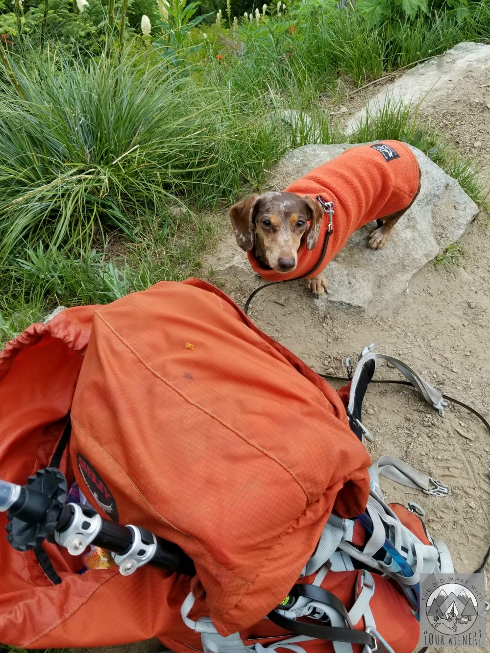 Dachshunds make great adventure and hiking companions
