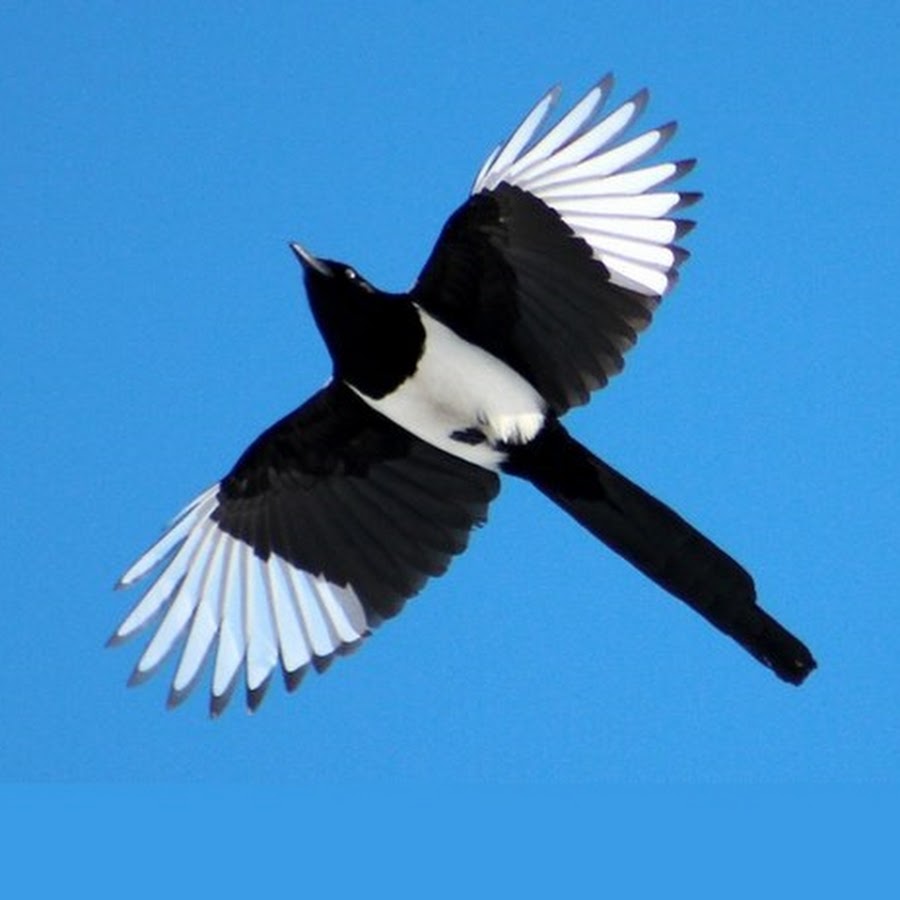 Белая птичка с черными крыльями. Сорока летит. Сорока птица. Птица в полете. Сорока в полете.