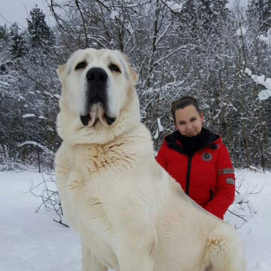 огромный алабай фото