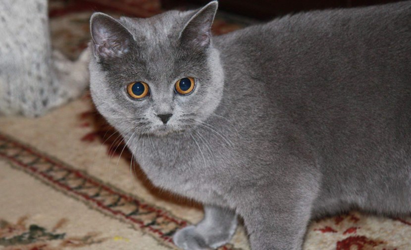 Британская кошка прямоухая фото серая фото