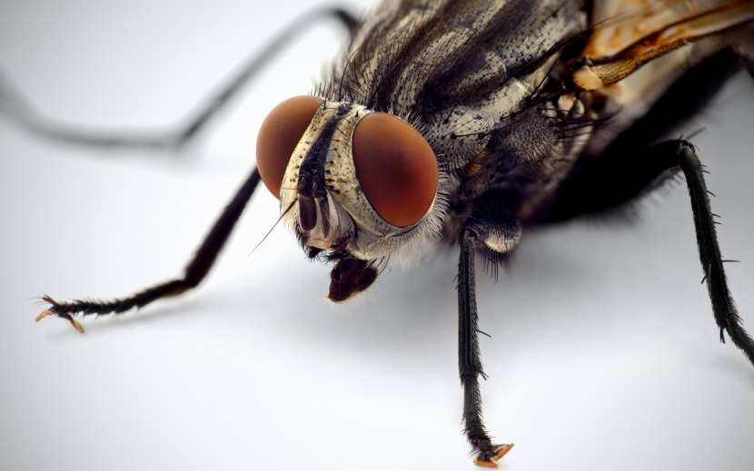 Как выглядит муха под микроскопом фото