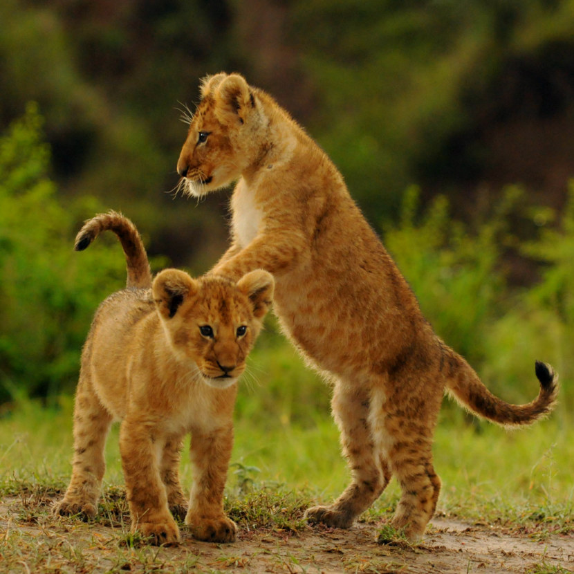 Фото льва и лисицы