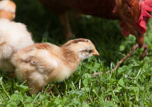 Для роста цыплят нужны витамины