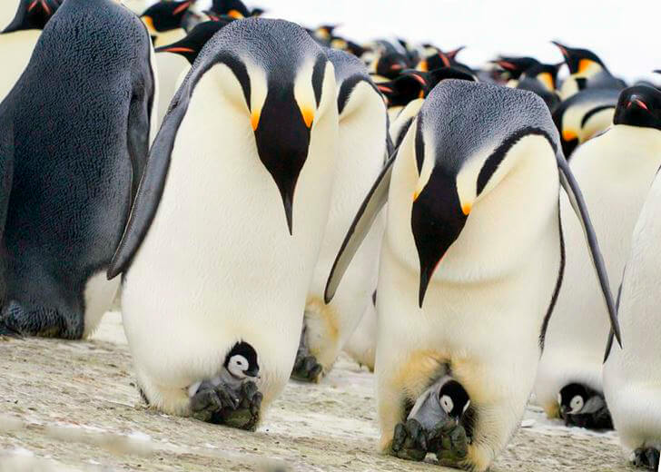 Детёныши императорского пингвина