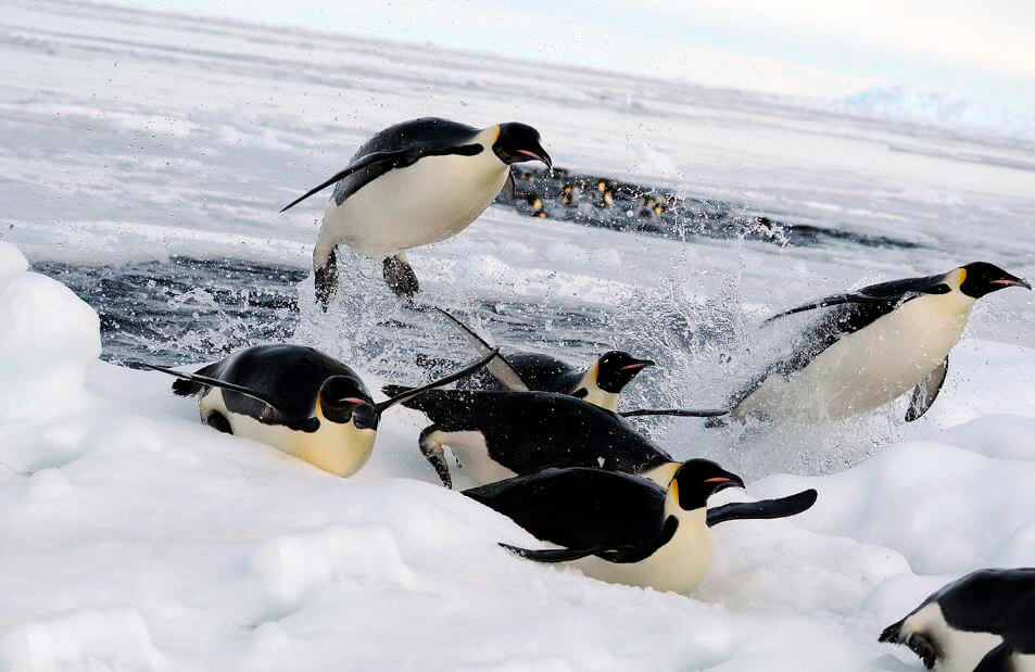 Прыгаюшие в проруби императорские пингвины
