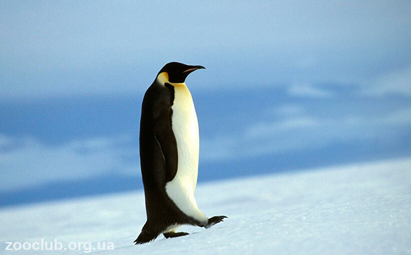 Императорский пингвин масса